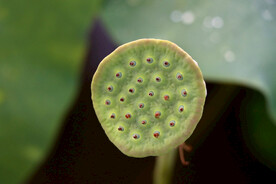 莲蓬莲子