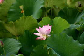 莲蓬莲子