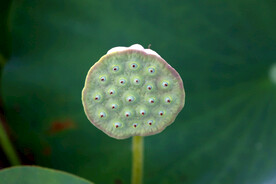 莲蓬莲子