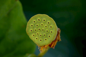 莲蓬莲子