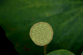 莲蓬莲子