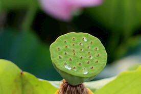 莲蓬莲子