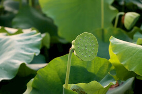 莲蓬莲子