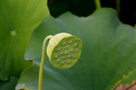 莲蓬莲子
