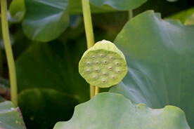 莲蓬莲子