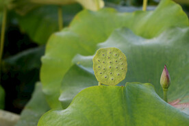 莲蓬莲子