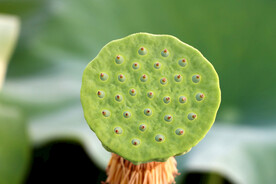 莲蓬莲子