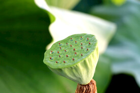 莲蓬莲子