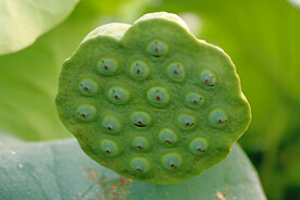 莲蓬莲子