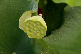 莲蓬莲子