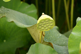 莲蓬莲子