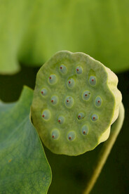 莲蓬莲子