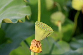 莲蓬莲子