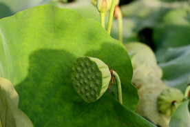 莲蓬莲子
