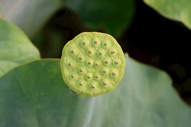 莲蓬莲子