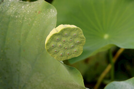 莲蓬莲子