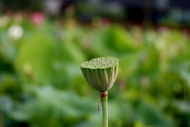 莲蓬莲子