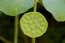 莲蓬莲子