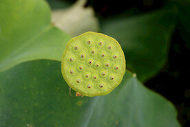 莲蓬莲子