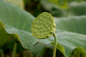 莲蓬莲子