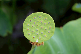 莲蓬莲子