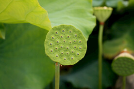 莲蓬莲子