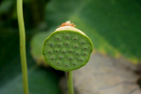 莲蓬莲子