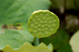莲蓬莲子