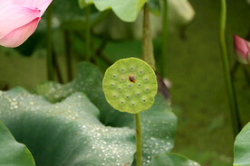 莲蓬莲子