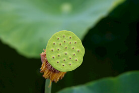 莲蓬莲子