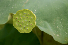 莲蓬莲子