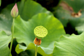 莲蓬莲子
