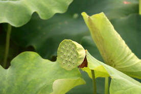 莲蓬莲子