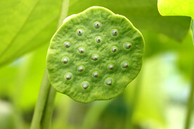 莲蓬莲子