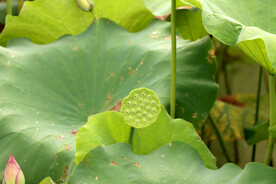 莲蓬莲子