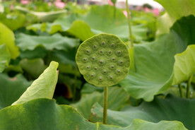 莲蓬莲子