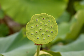 莲蓬莲子