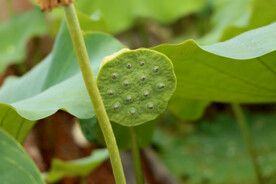 莲蓬莲子