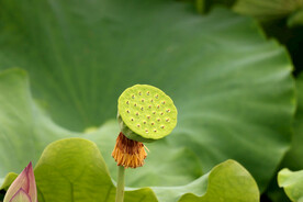 莲蓬莲子