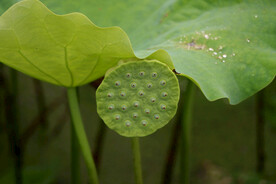 莲蓬莲子