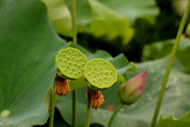 莲蓬莲子
