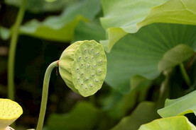 莲蓬莲子