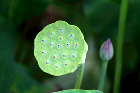 莲蓬莲子