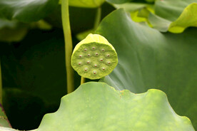 莲蓬莲子