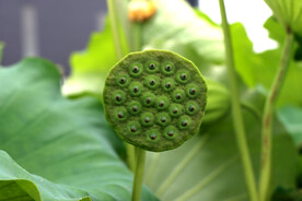 莲蓬莲子