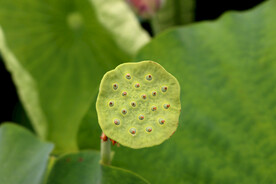 莲蓬莲子