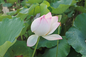荷花花苞花蕾