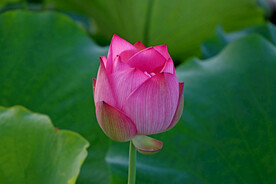 莲花花苞