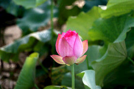 莲花花苞