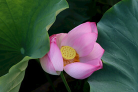 莲花花苞
